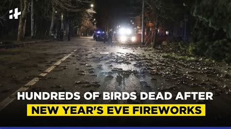 Taylor makes changes after birds die in July 4 fireworks show, some say it's not enough